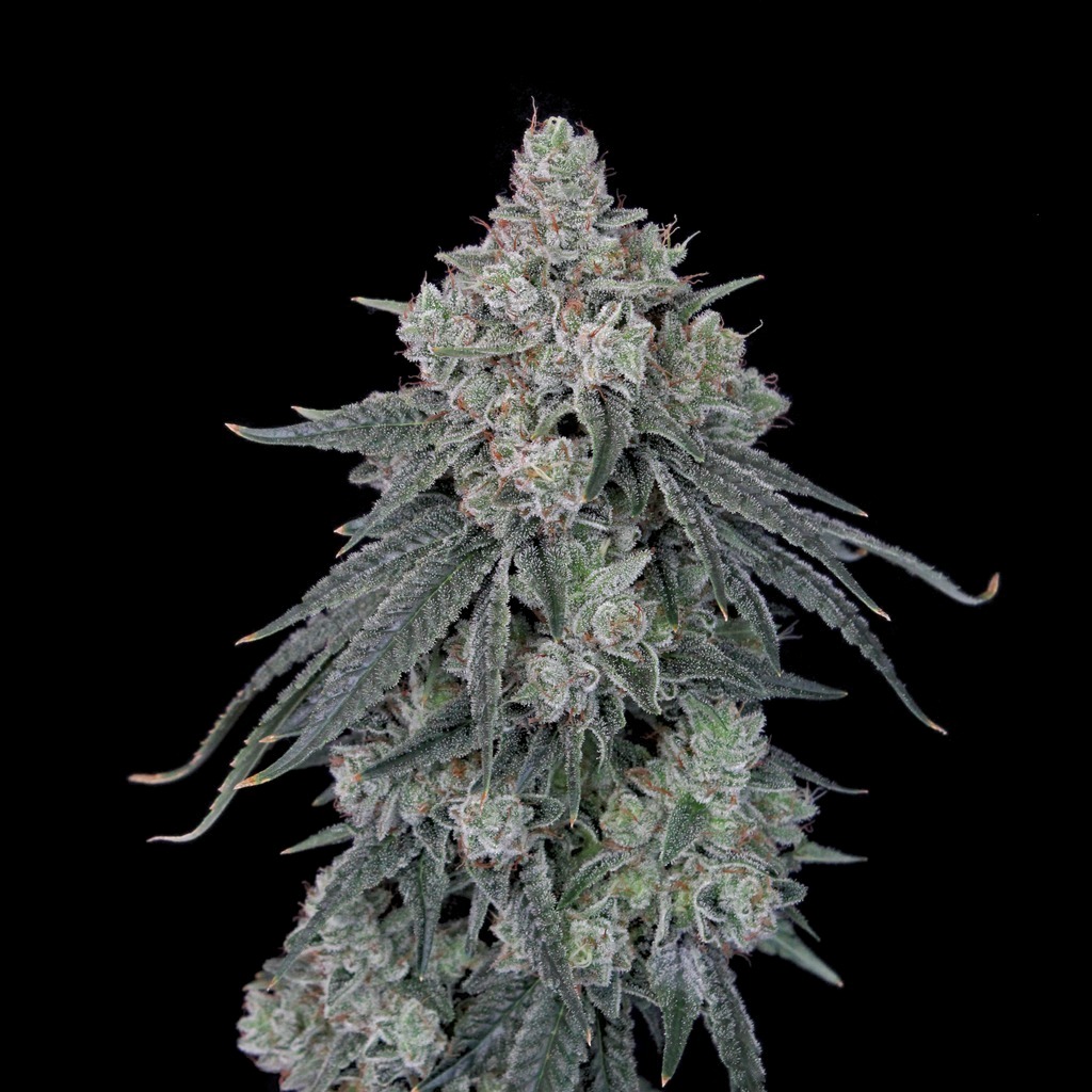 SFV OG