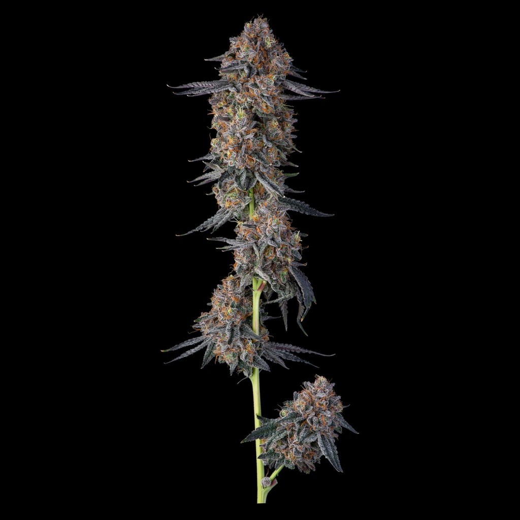 Grape Junky #7