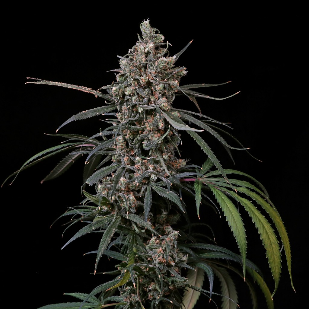 Blue Dream