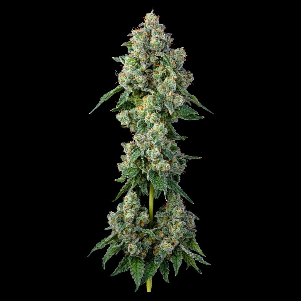 Banana Cream Pop #13