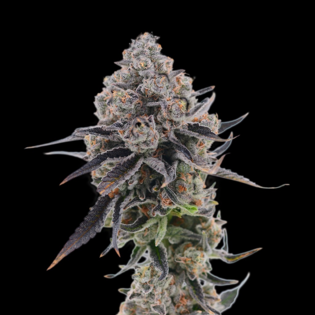 Slurricane