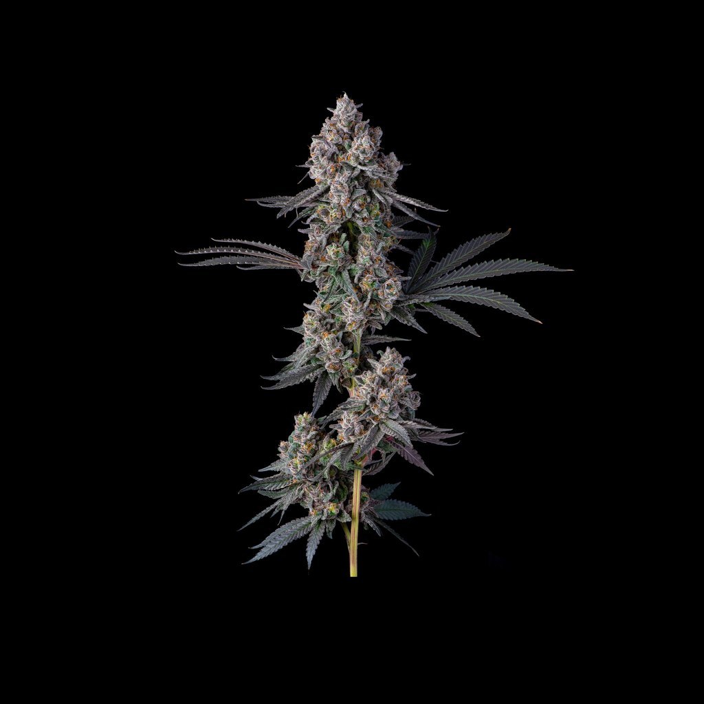 Blueberry Banana
