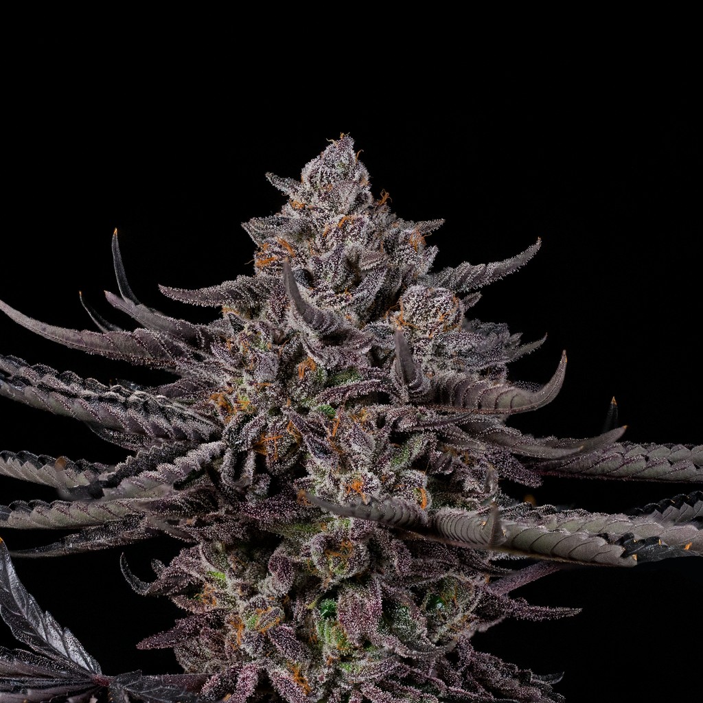 Tigerz Eye #27