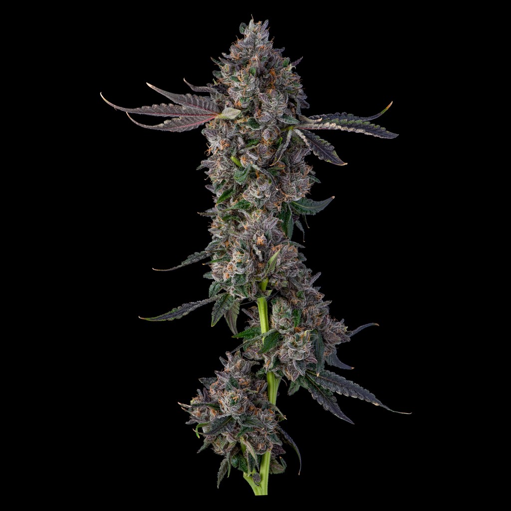 Lemon Cherry Gelato