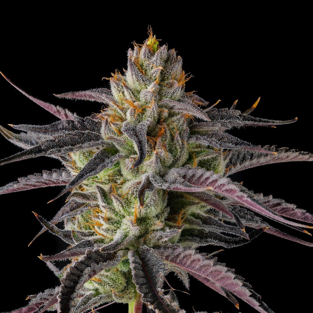 Strawberry Bonanza