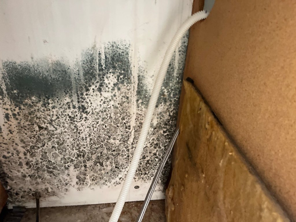 Mold damage on wall