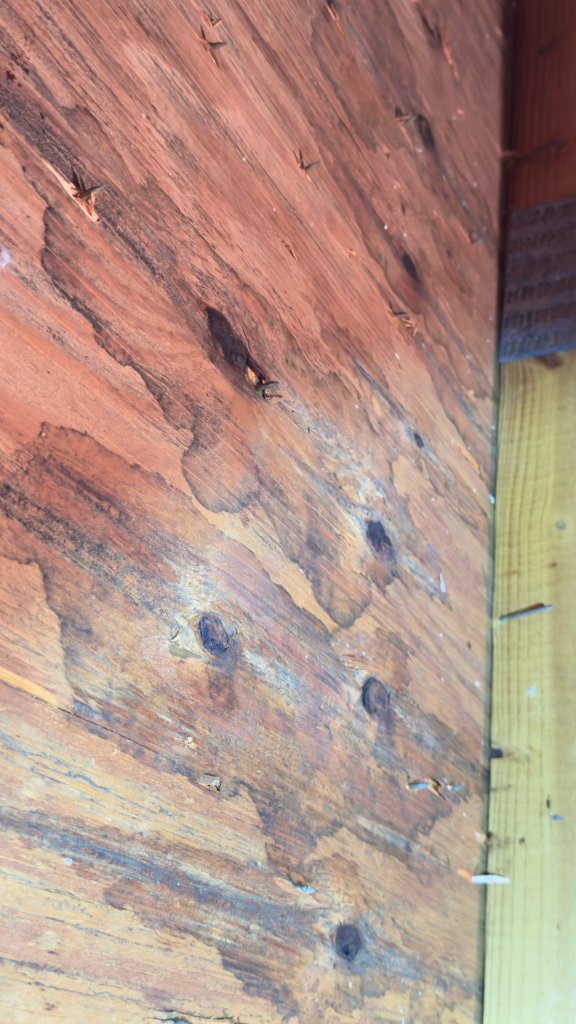 Wood rot damage