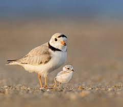 The Piping Plovers