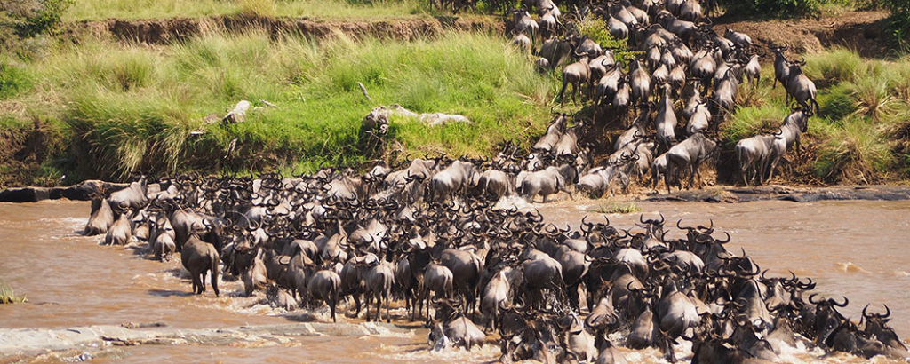 Great Migration River Crossing
