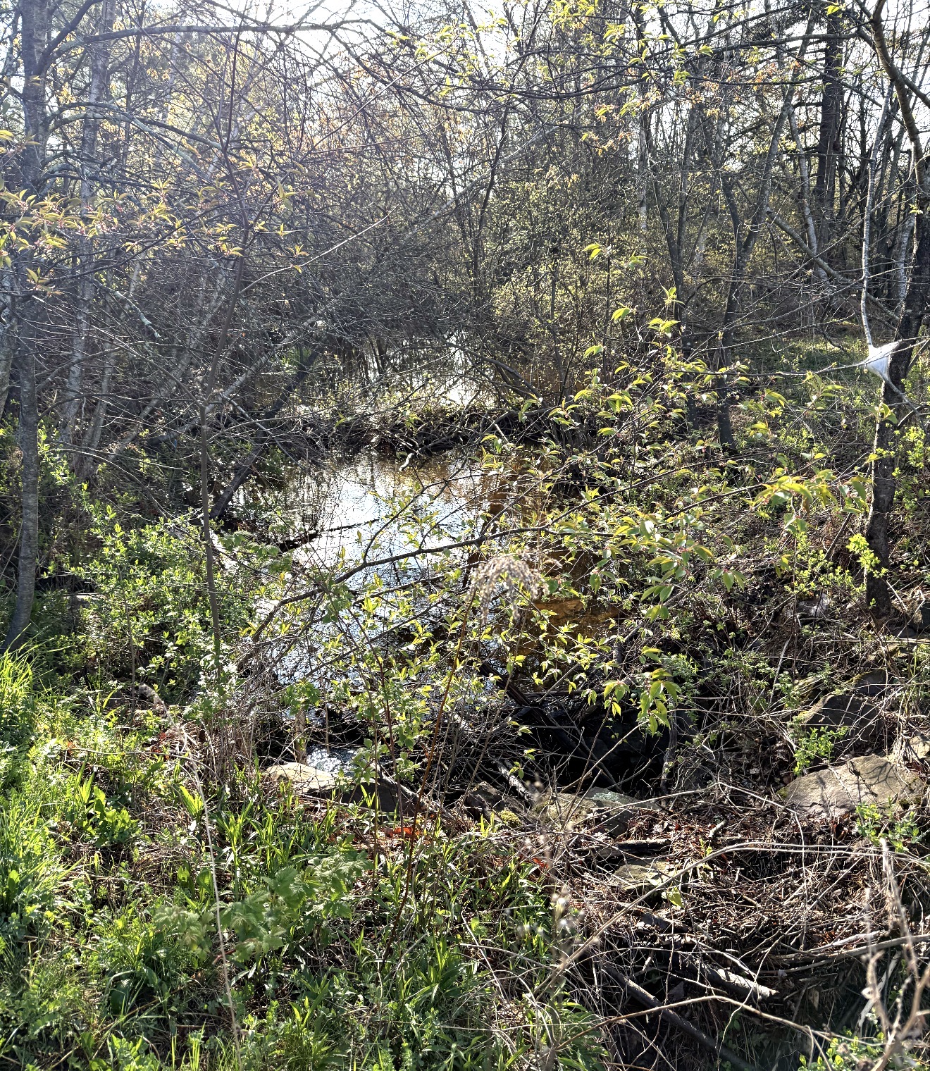 Stream running through Lorraine's lot