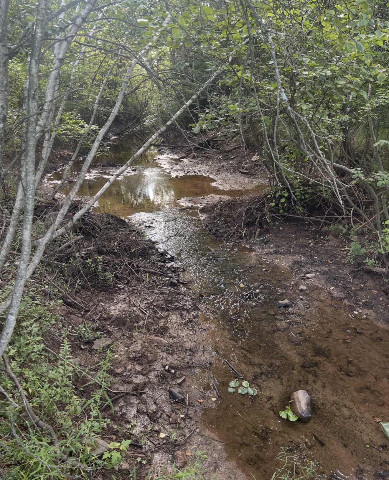 Stream flowing freely after the beaver dam was removed