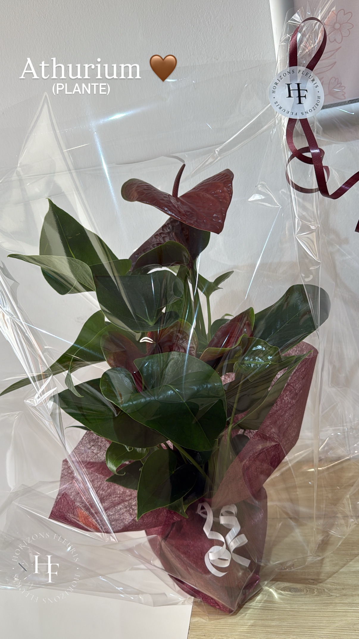 Anthurium