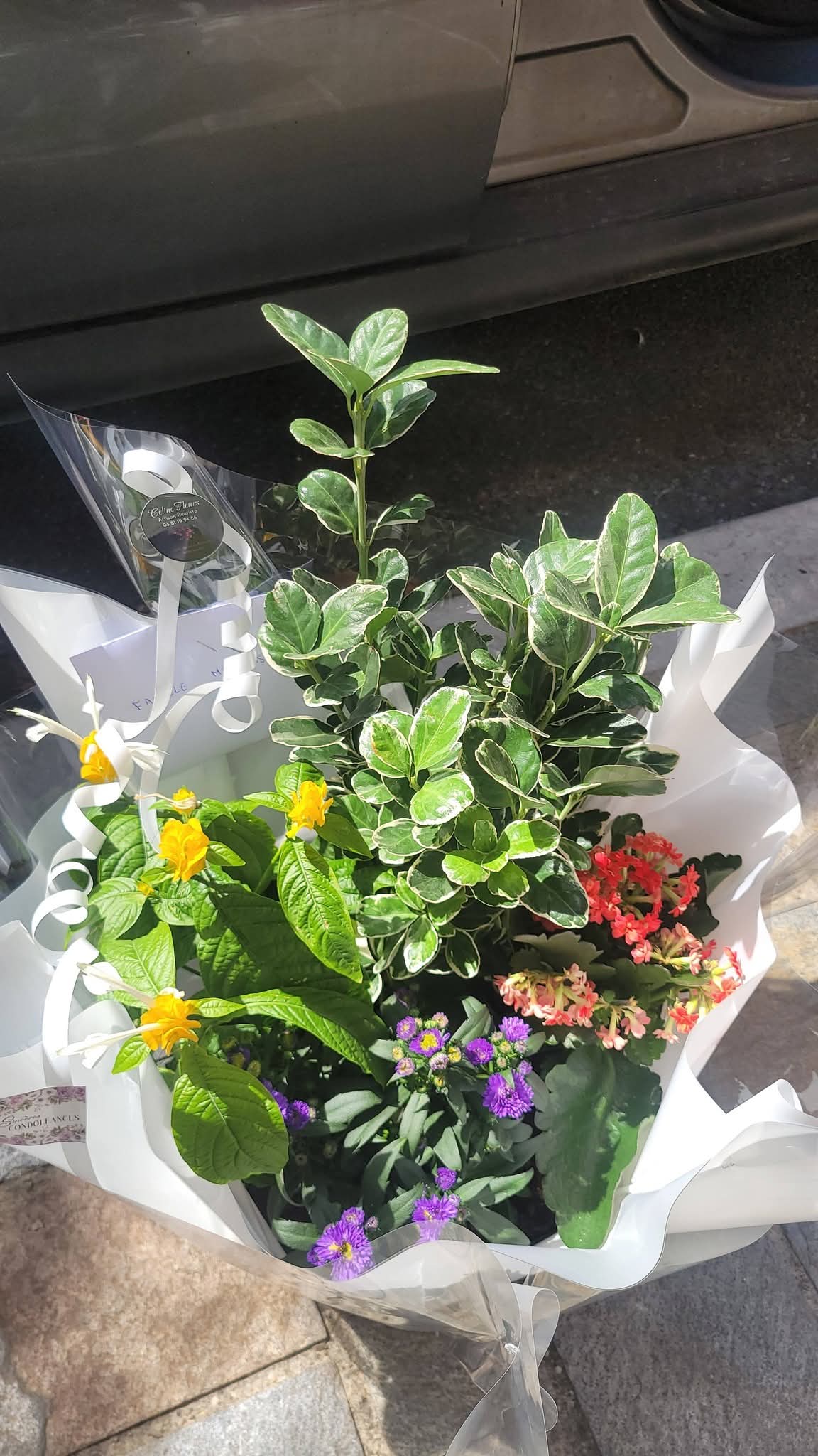 Coupe de plantes