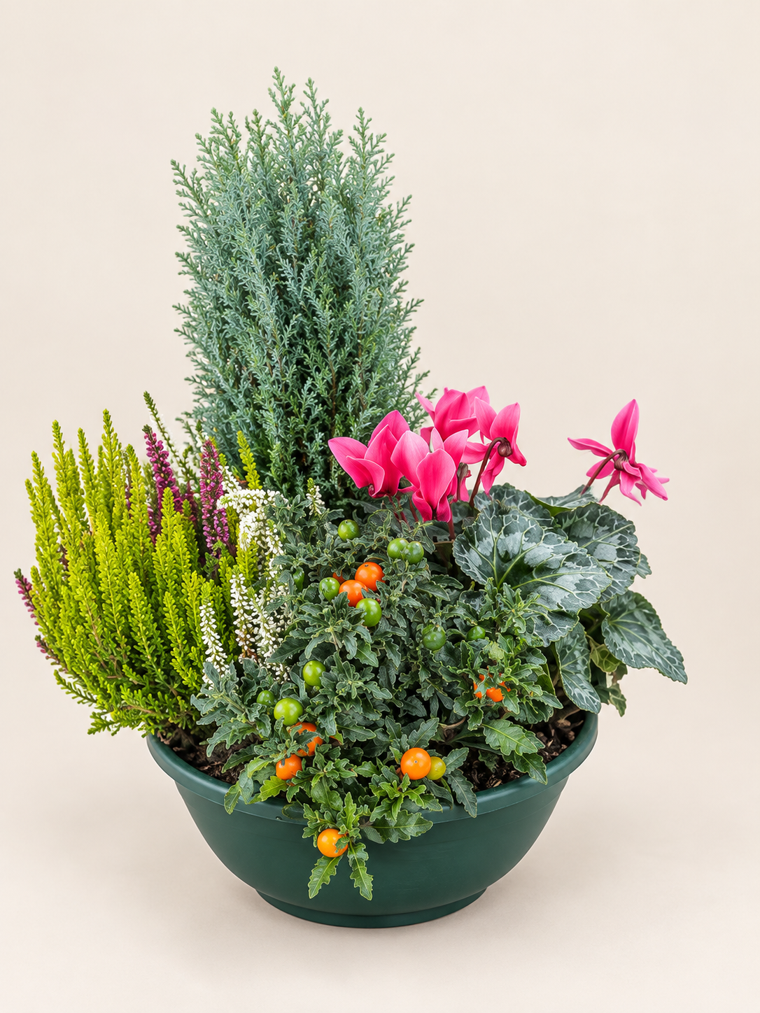 PLANTES EXTERIEURES