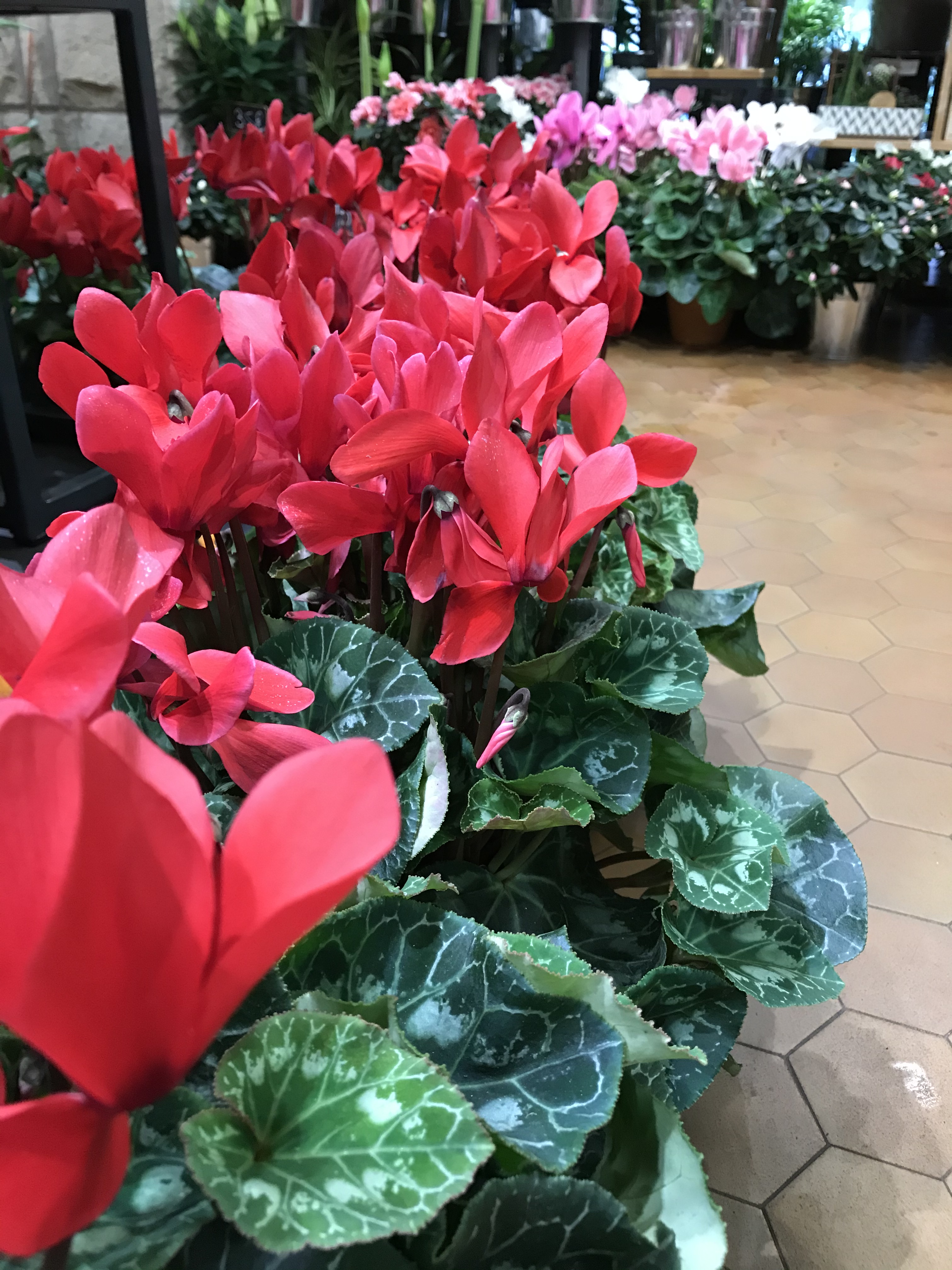 Le Cyclamen