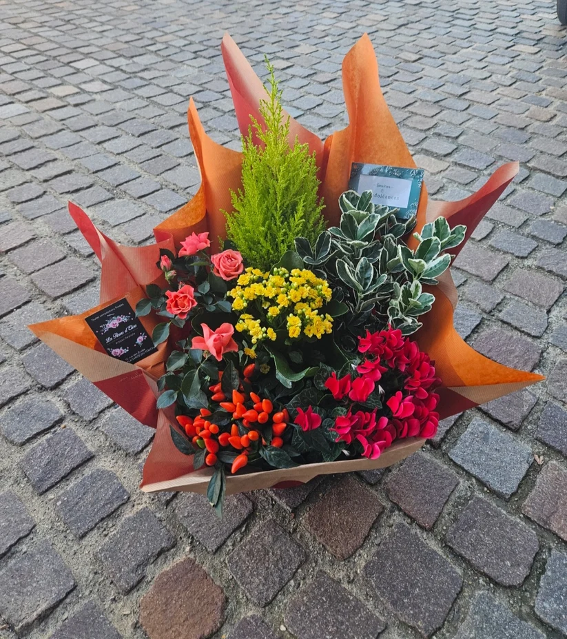 COUPES DE PLANTES COLORES
