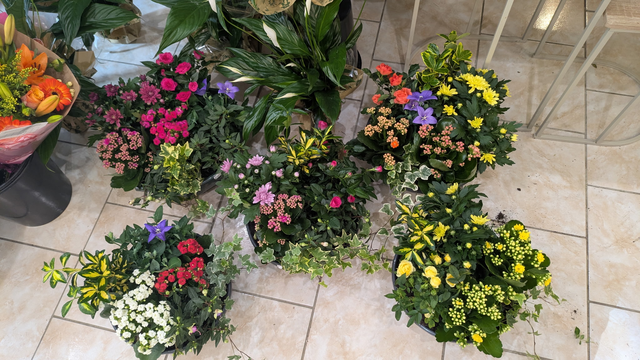 Coupe de plantes