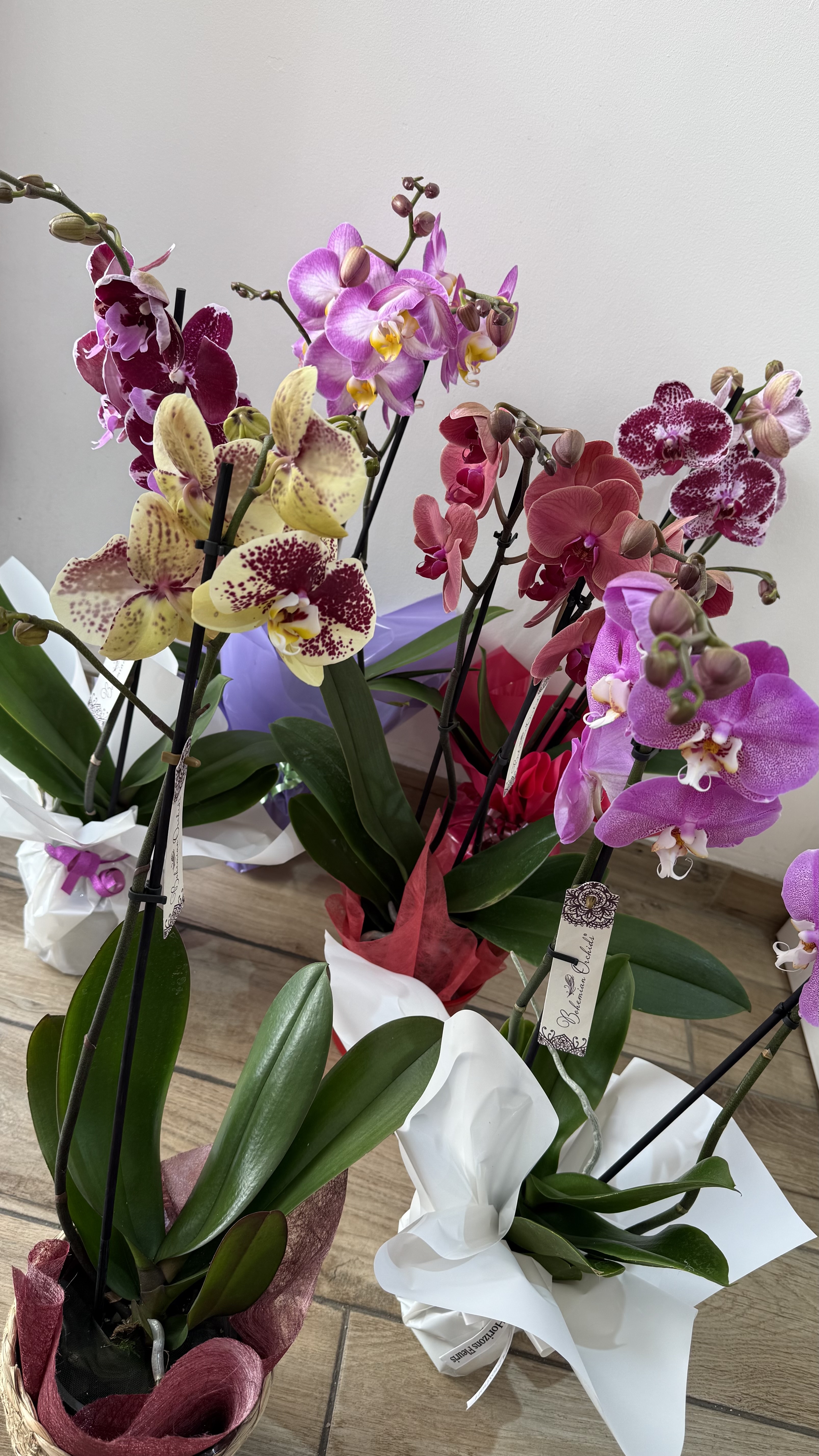Orchidée