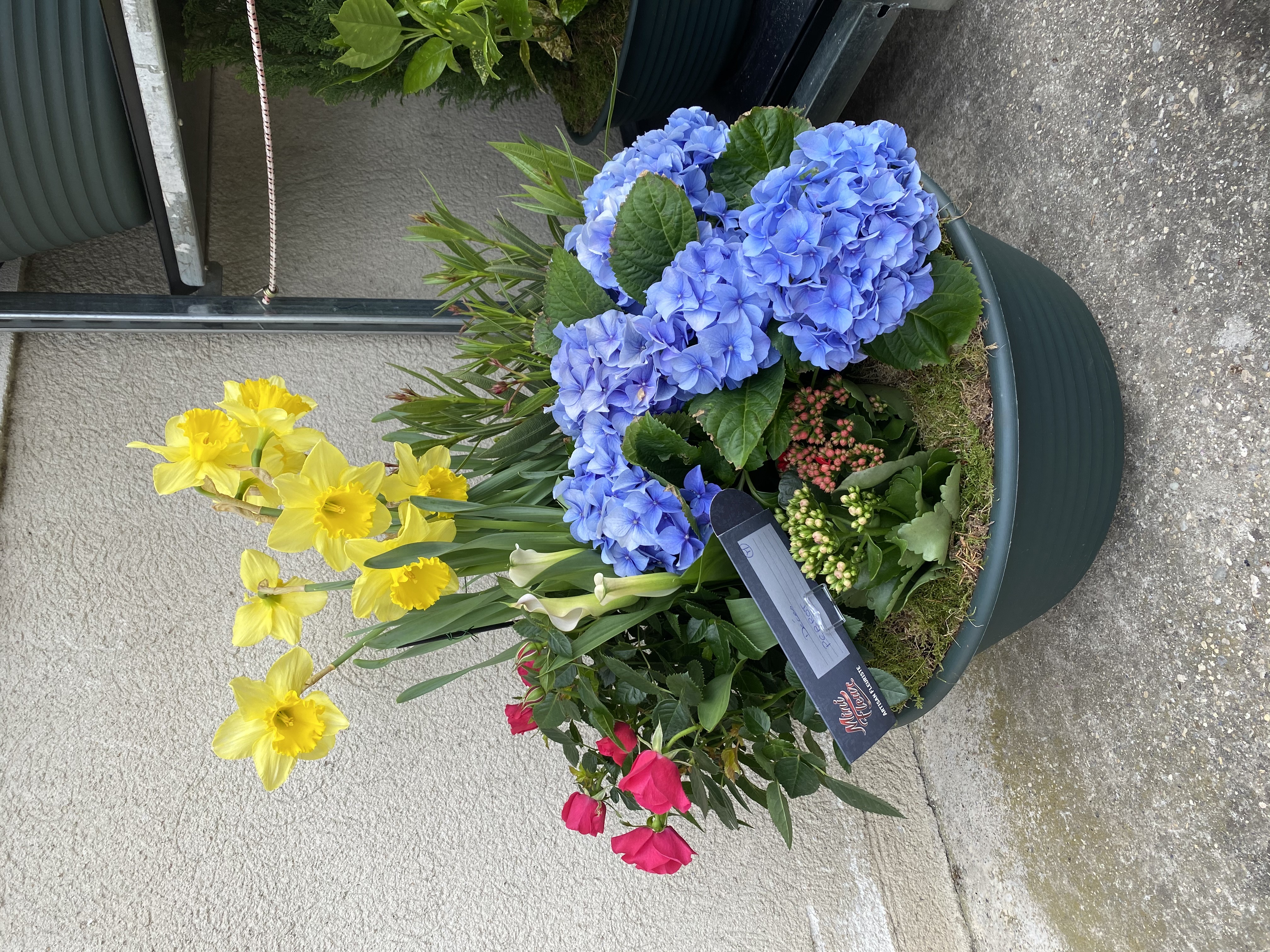 Coupe de plante