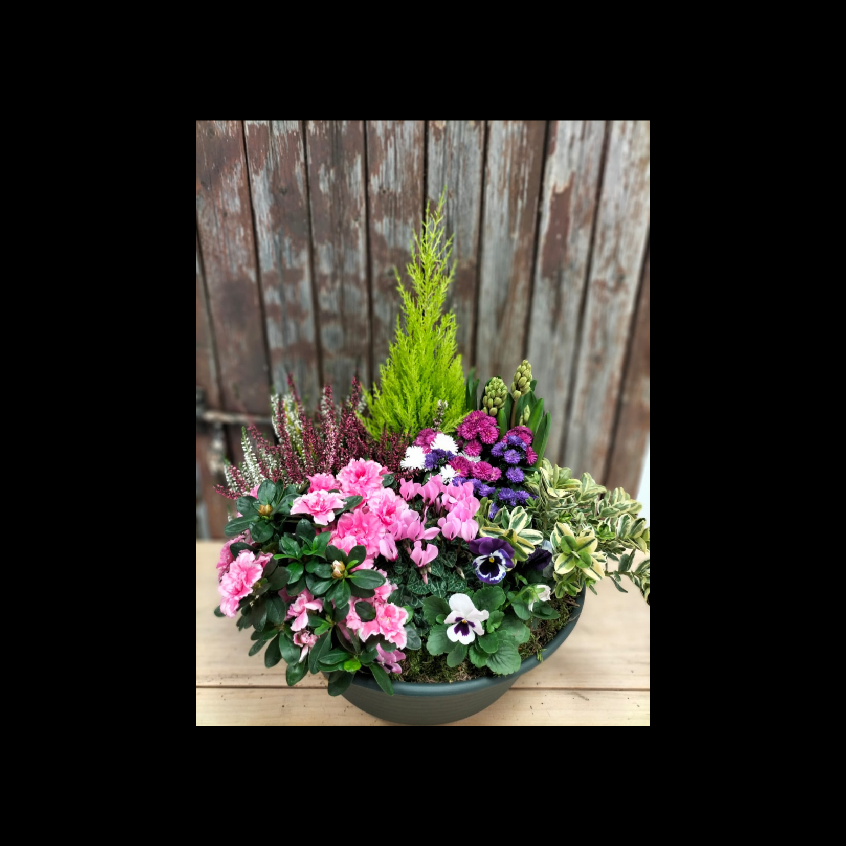 Coupe de plante