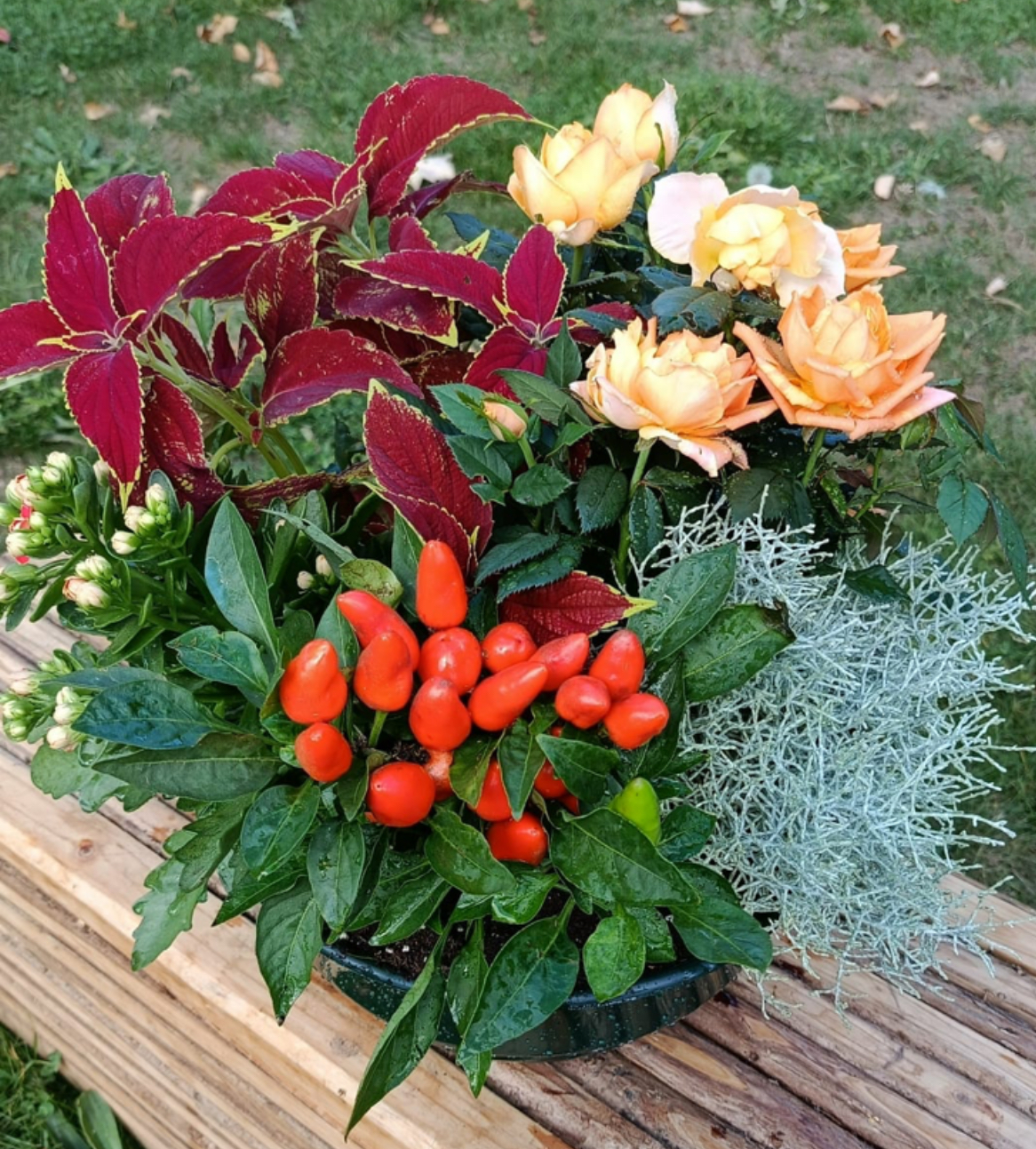Flamme d’Automne
