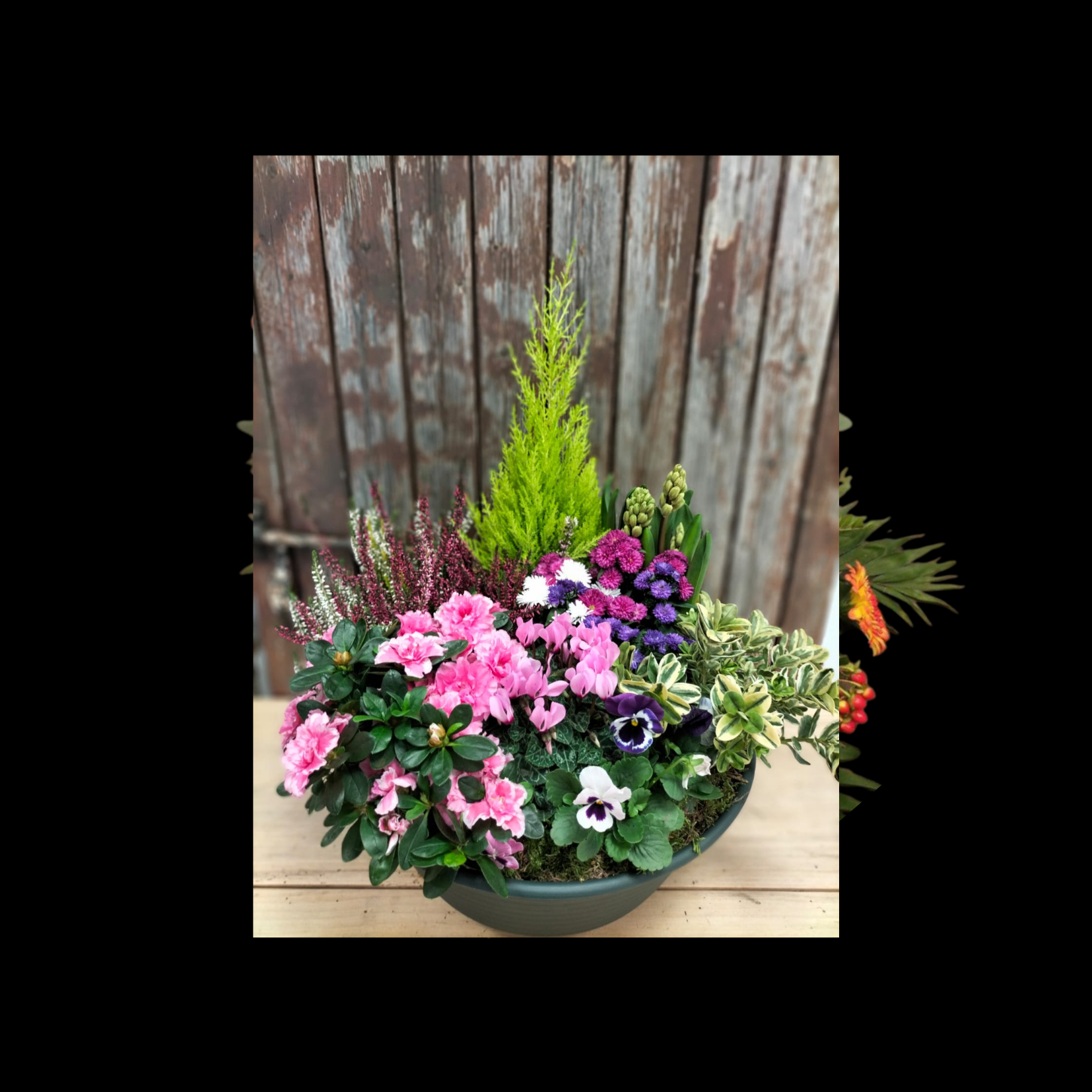 coupe de plante