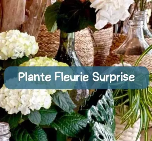 Plantes du dernier souvenir du Fleuriste