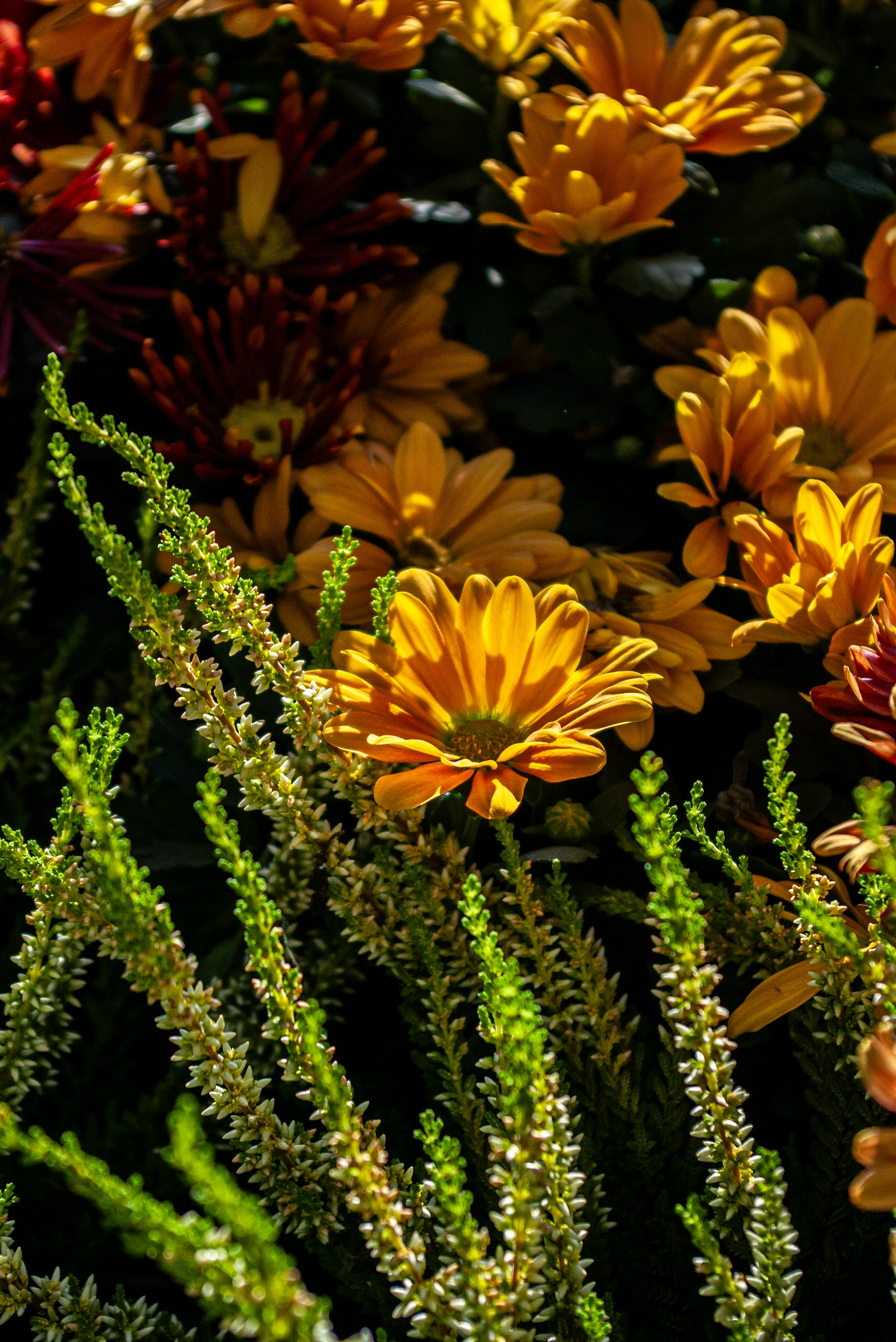 Chrysanthème rustique orange livré pour la Toussaint