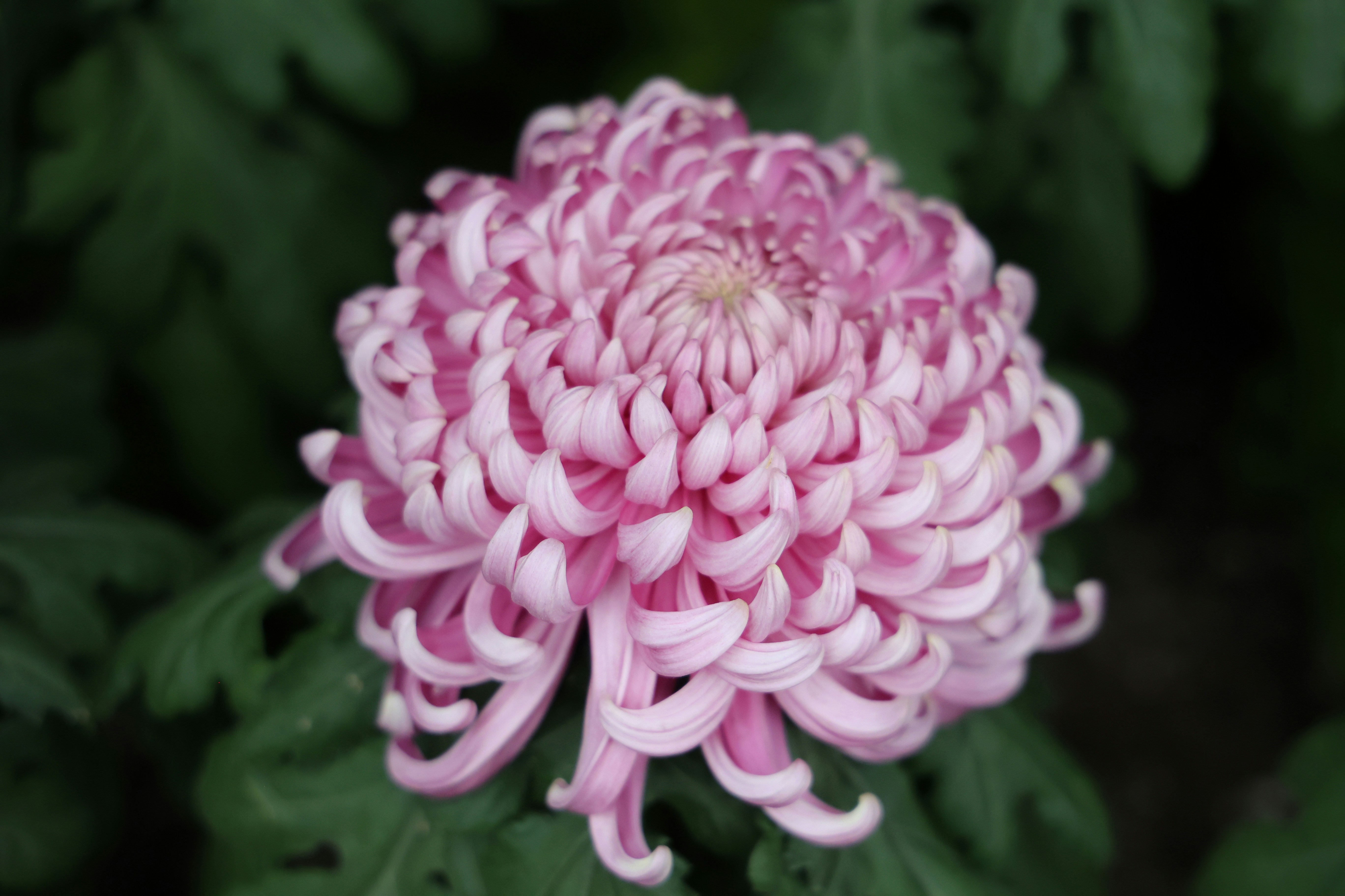 Chrysanthème à grosse fleur rose livré pour la Toussaint