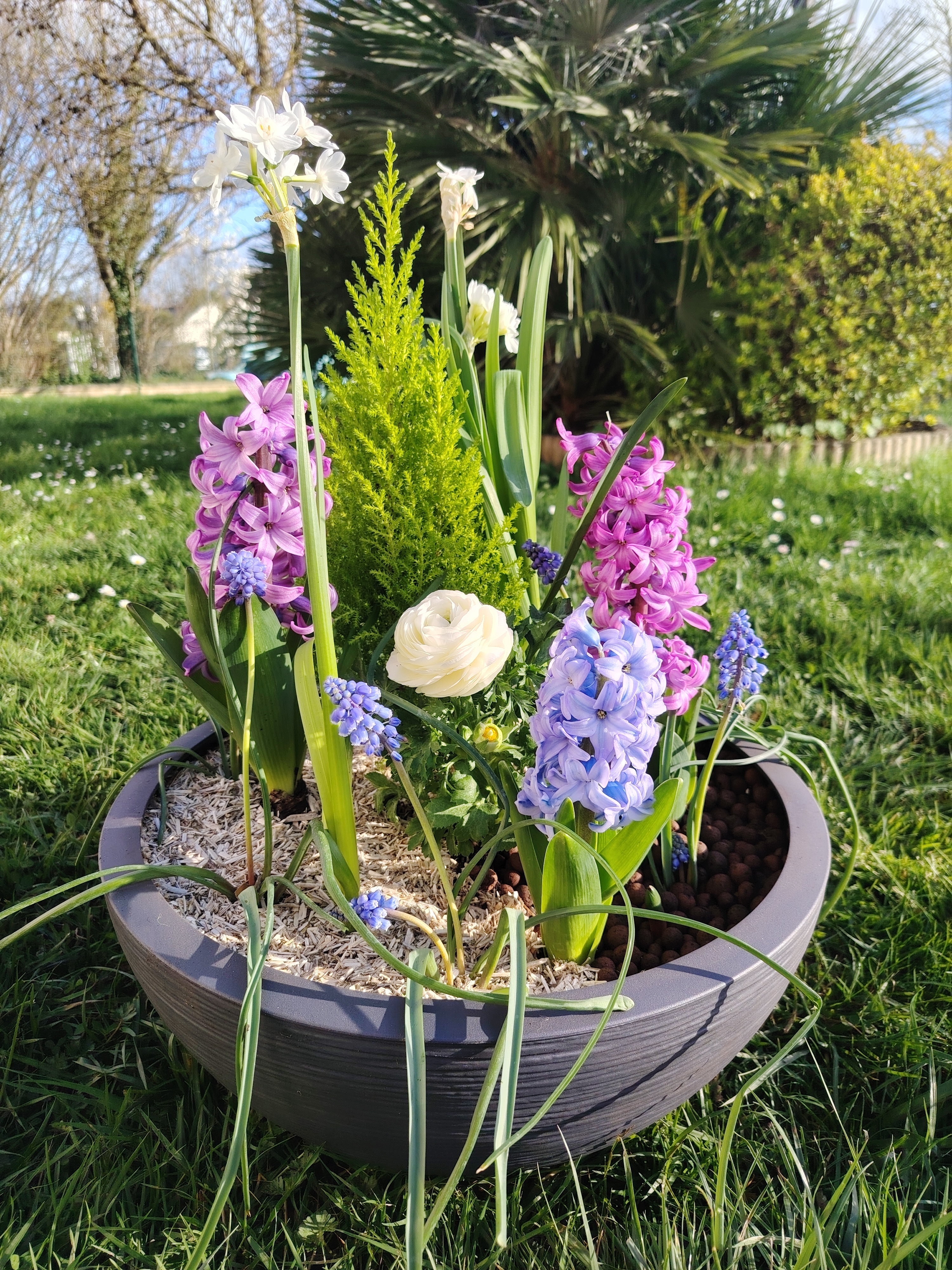Composition de plantes