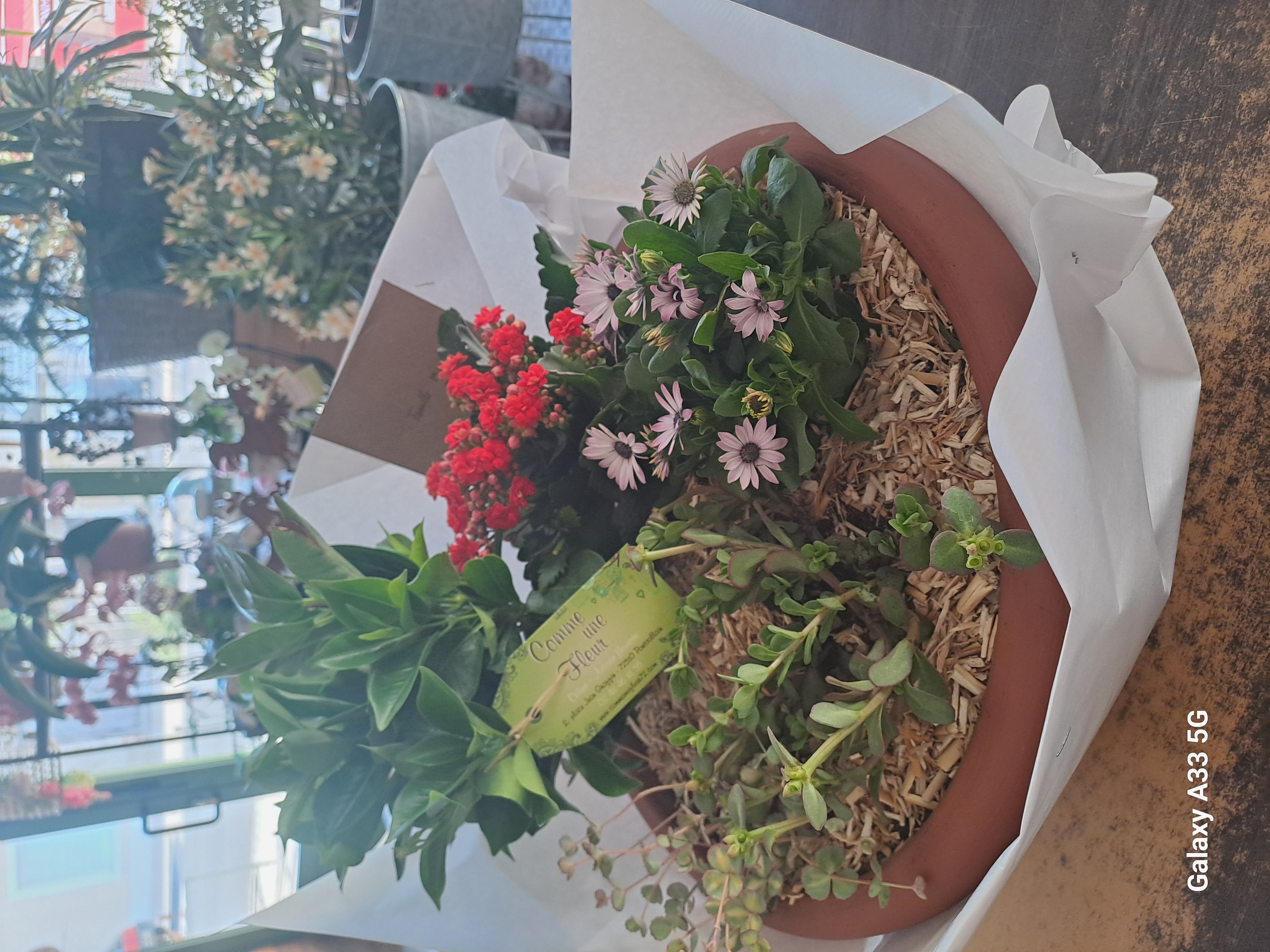 Composition de plantes