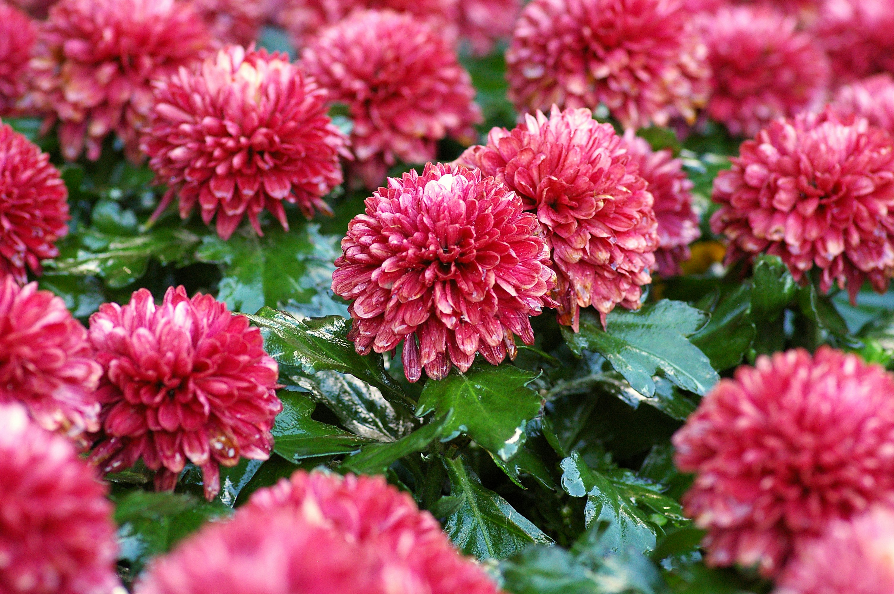 Chrysanthème araignée rouge livré pour la Toussaint