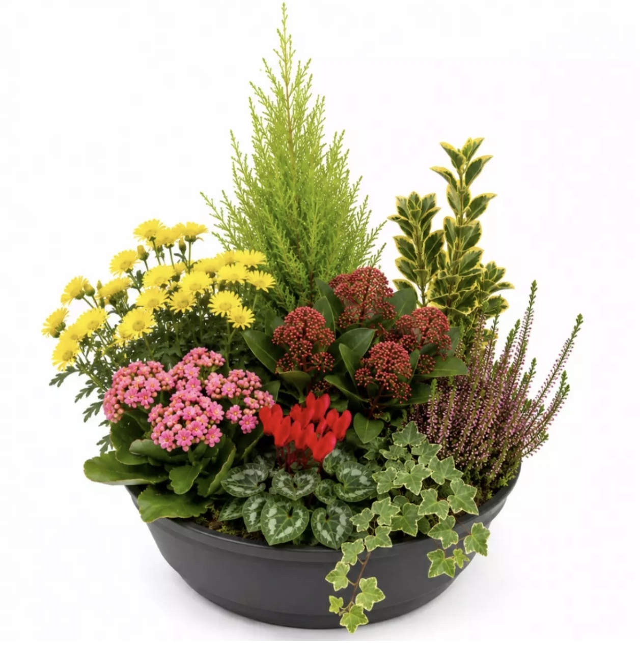 Coupe de plantes de saison
