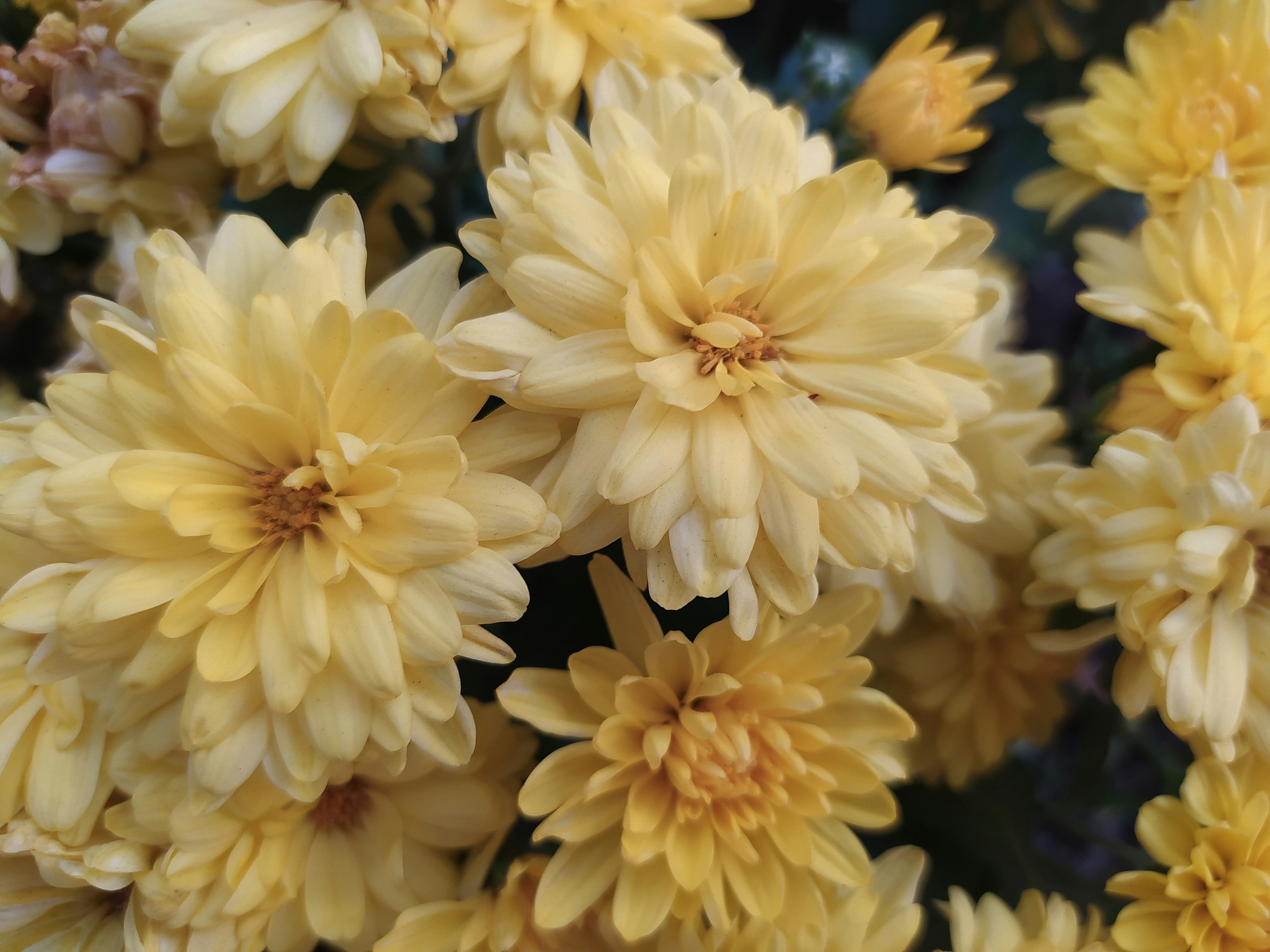 Chrysanthèmes pompon crème livrés pour la Toussaint