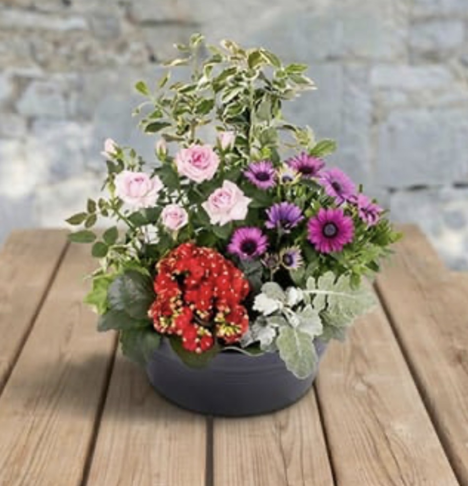 Coupe de plantes