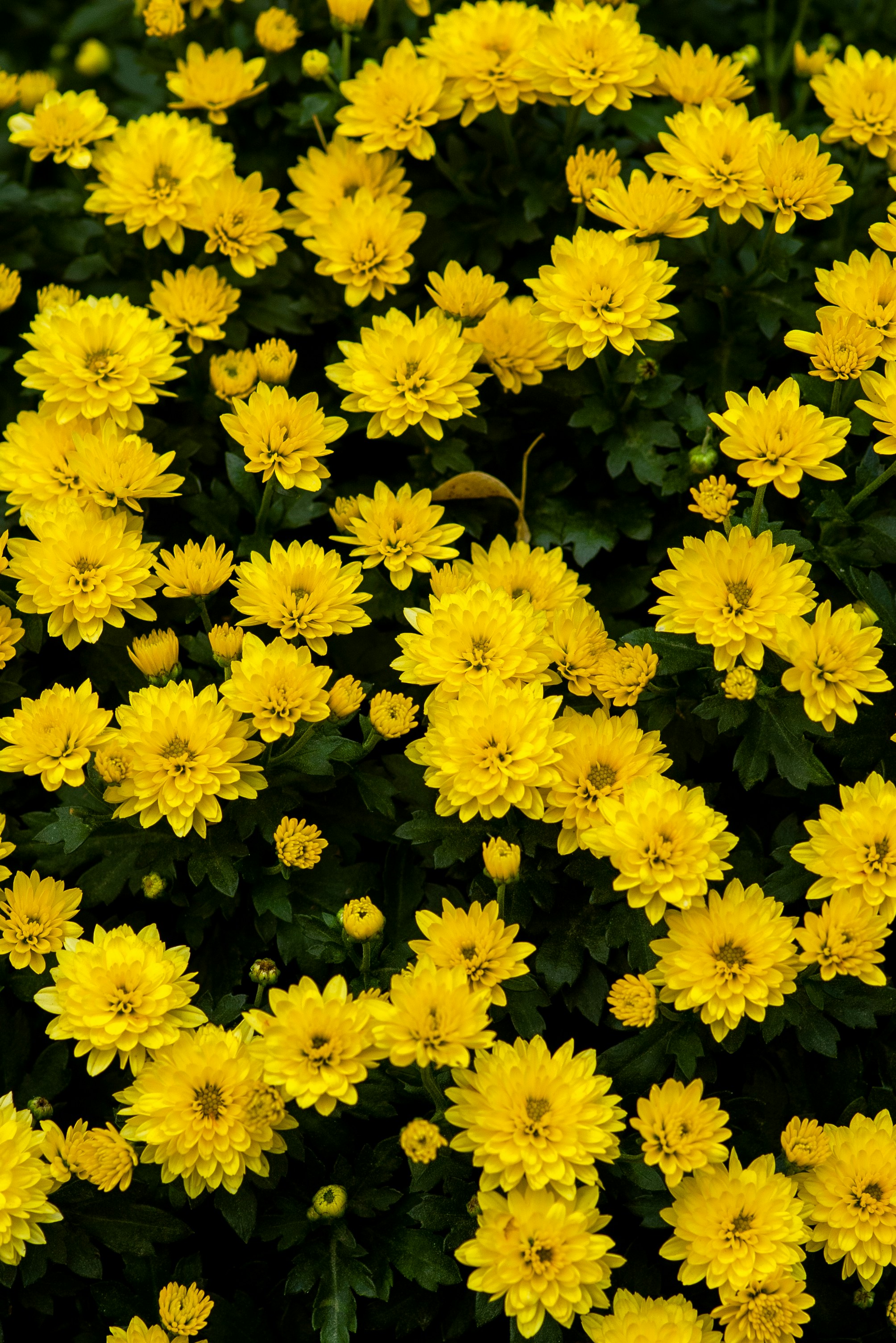 Chrysanthèmes multifleurs pour la Toussaint