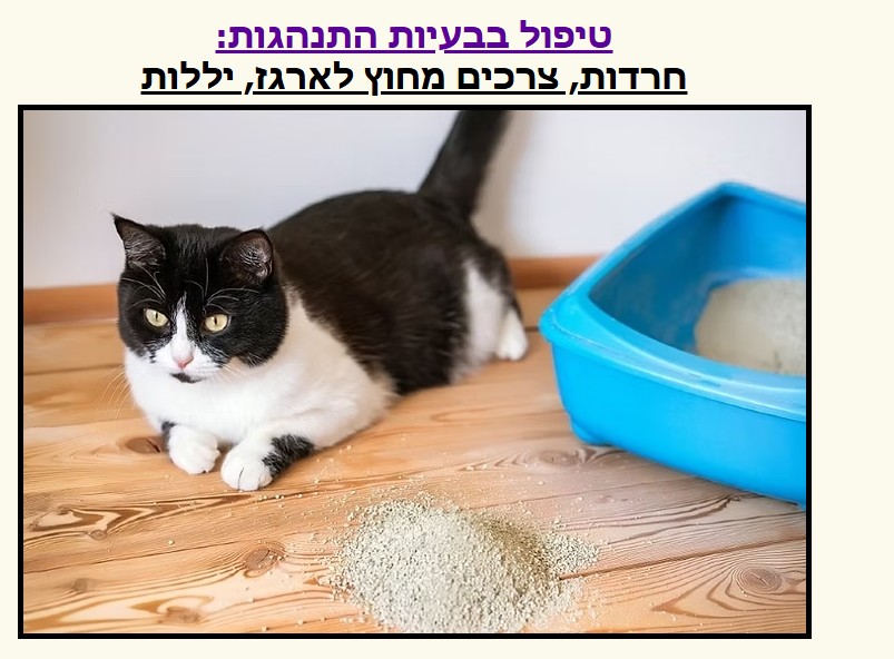 🧠 ממה נובעות בעיות התנהגות: