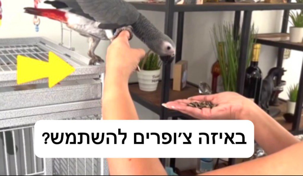 פרק 6: באיזה חטיפים להשתמש