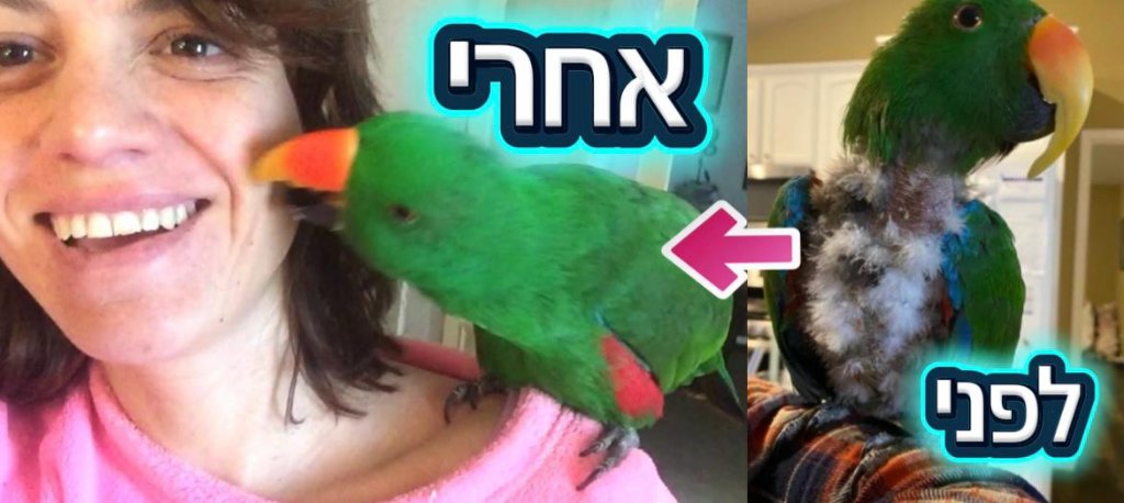 טיפול במריטת נוצות - טיפול בתוכים שמורטים או מכרסמים נוצות