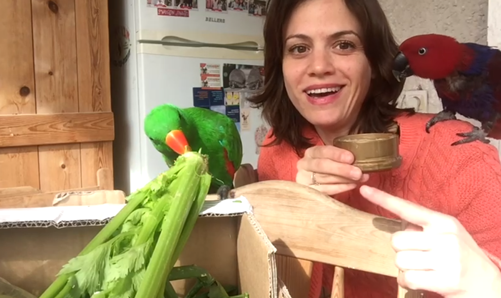 קורס מאלפי תוכים