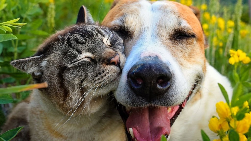 🐶 חיבור כלב וחתול