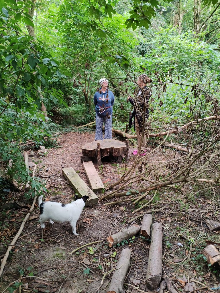 Woodland clearing