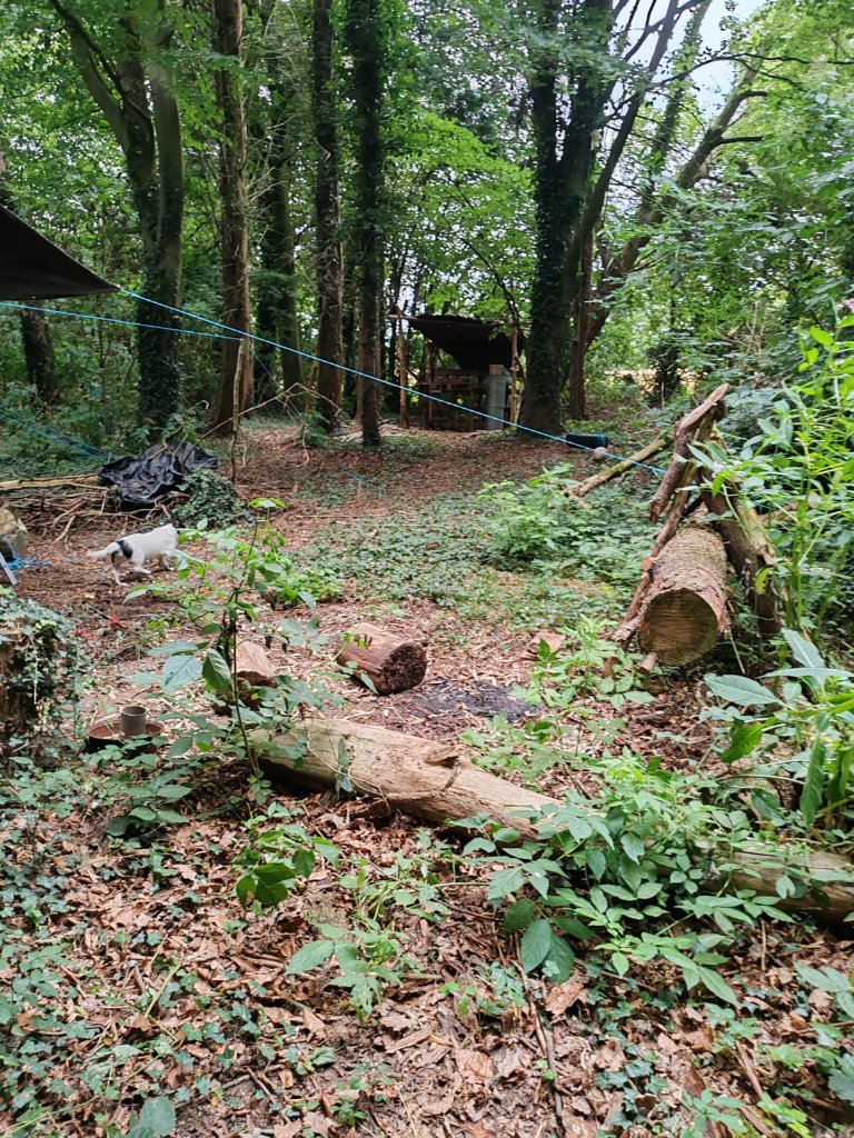Woodland clearing
