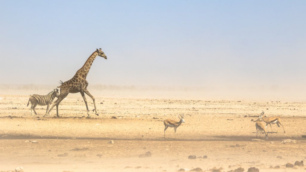 A giraffe, zebra and springbok gathered on a dusty, sun-bleached plain in Etosha during Namibia's dry season.
