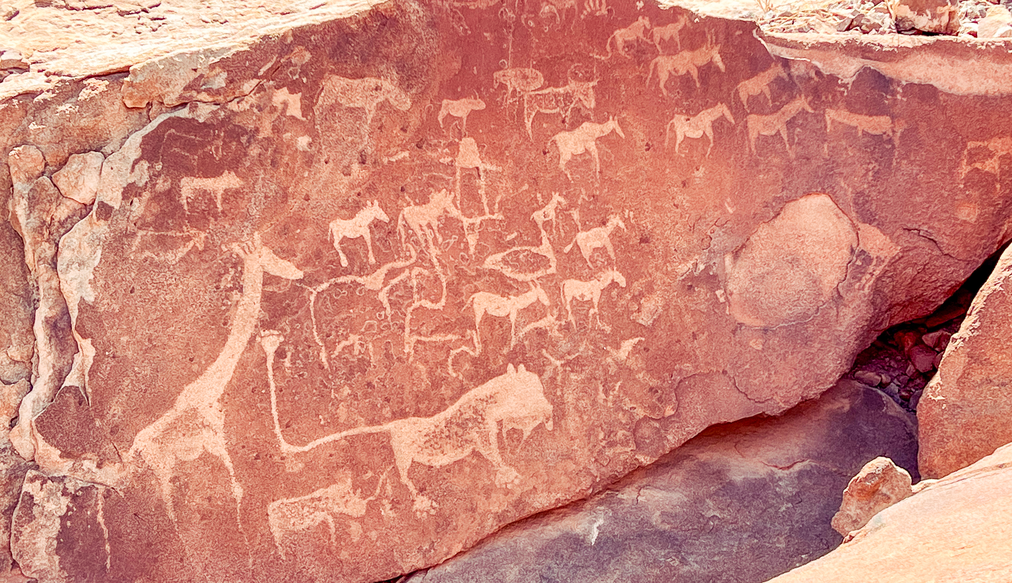 Ancient rock engravings at Twyfelfontein in Damaraland — giraffe, lion and antelope carved into red sandstone