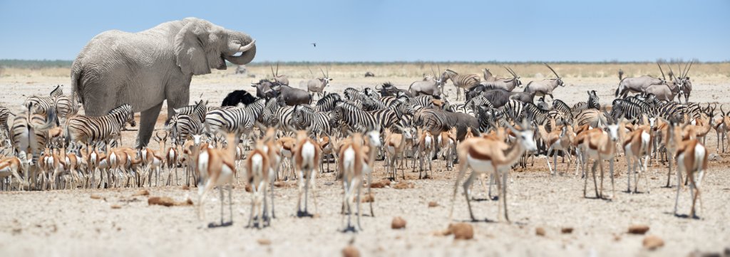 Elephants and a large herd of springbok and oryx gathered at a Namibian waterhole on the open plain.