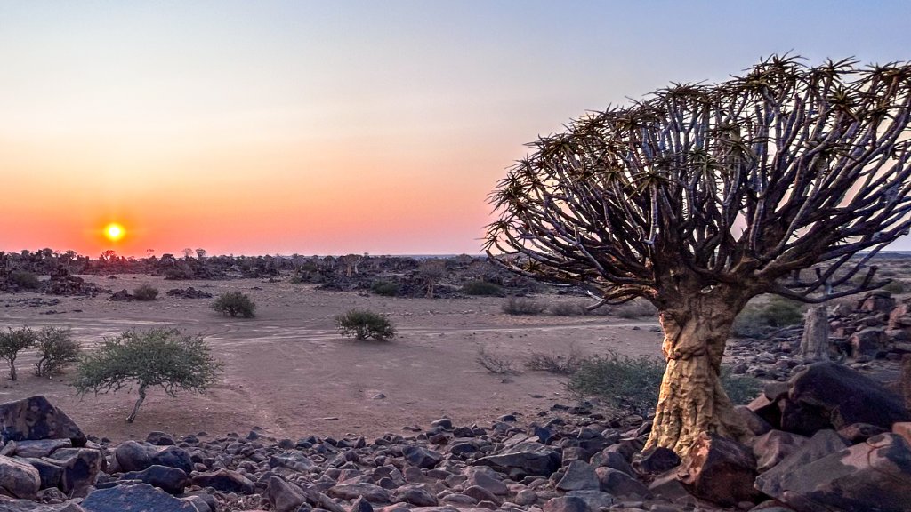 A quiver tree silhouetted against a desert sunset in Namibia, rocky ground in the foreground.