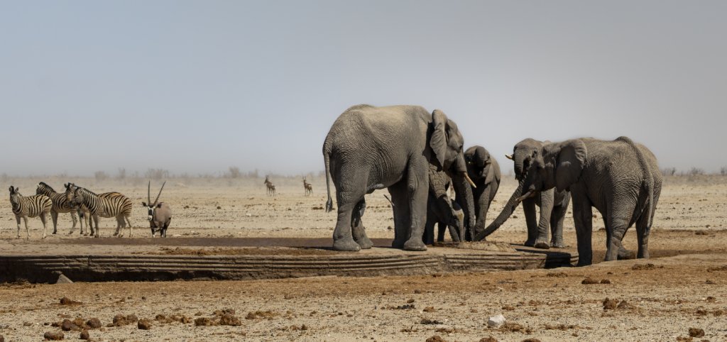 A family herd of elephants gathers at a Namibian waterhole beside a few oryx, the calves clustered among the older members of the herd.
