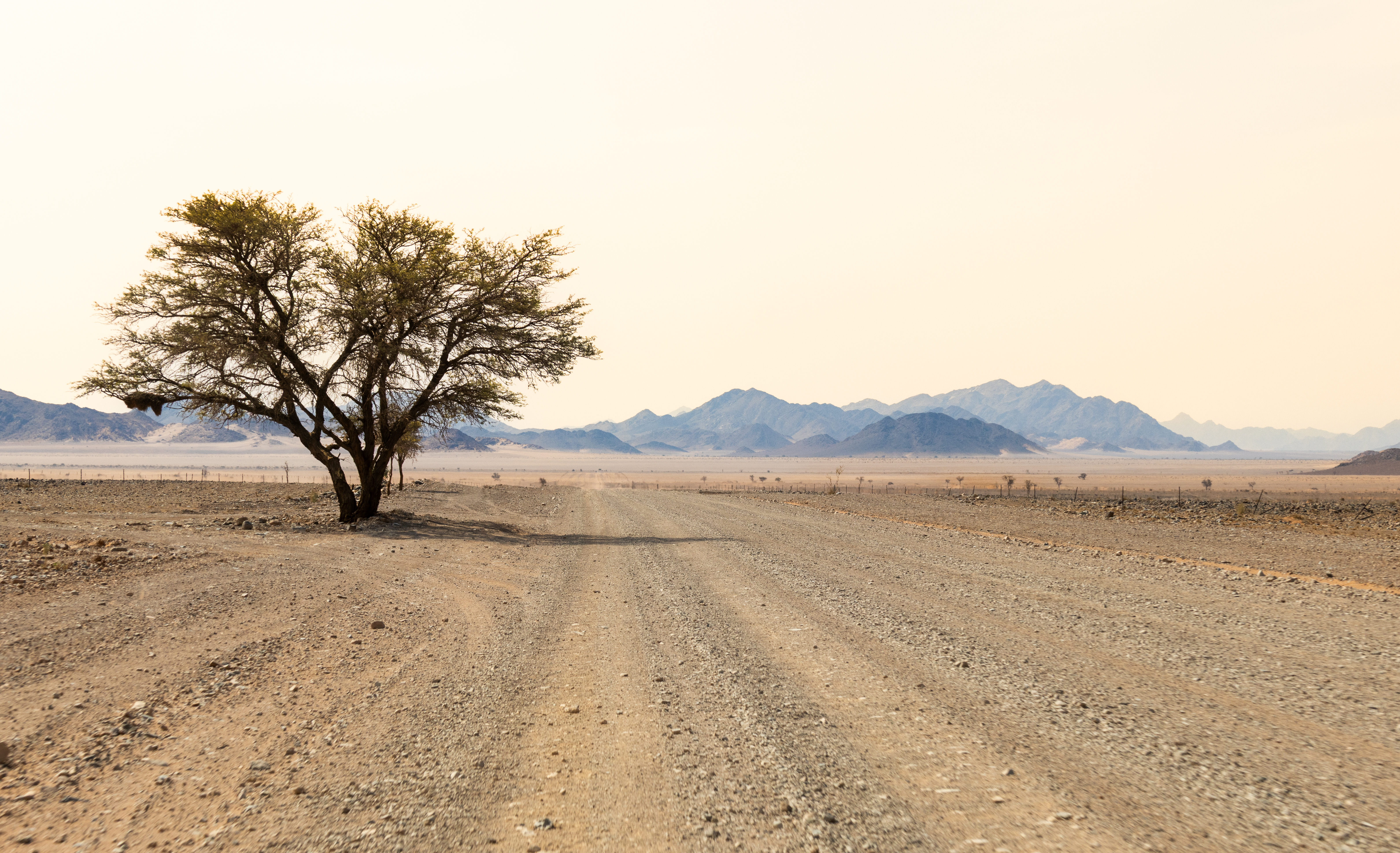 A long empty gravel road stretching toward distant mountains, a lone camelthorn tree beside it