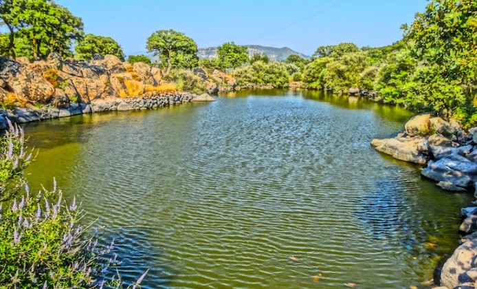 Turtles Live Here